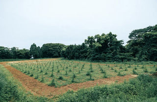 【THREE 身土不二精神】以獨有精油科研，為身心與肌膚揭開轉變的序章。